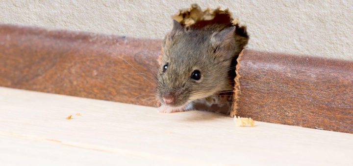 Mice, Rat & Rodent Pest Control