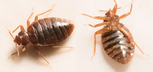 Bed Bug Treatment North Central Florida