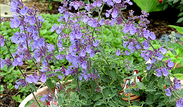 Catmint insect repelling plant
