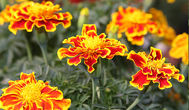 marigolds-insect-repelling-plant