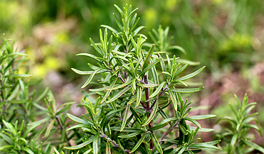 rosemary insect repelling plant