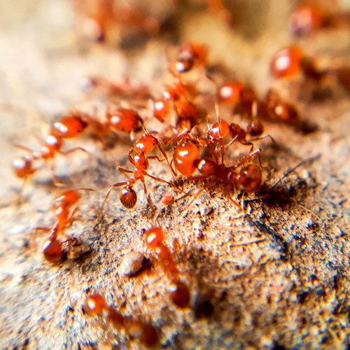 North Central Florida Red Imported Fire Ants