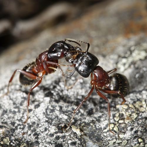 North Central Florida Carpenter Ants