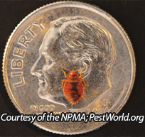 Bed bug size relative to a dime. Photo courtesy of NMPA- Pestworld.org