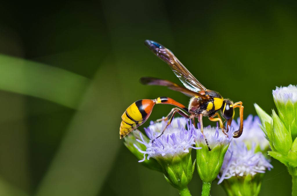 Wasp & Hornet Removal