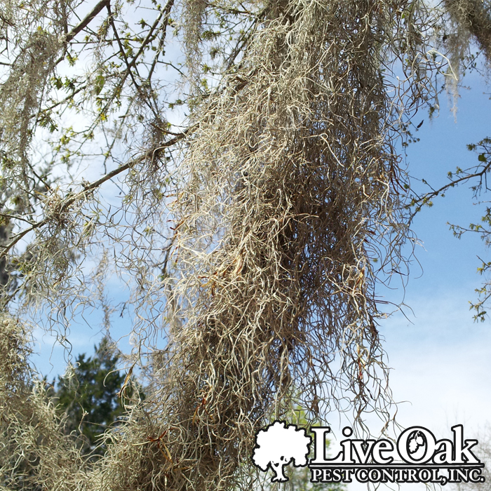 For those who have bought Spanish Moss. This is what it looks like