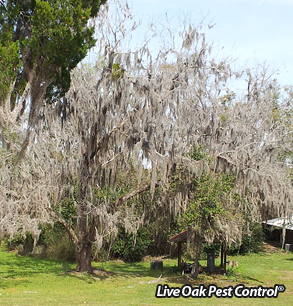 Spanish Moss  January Pest of the Month