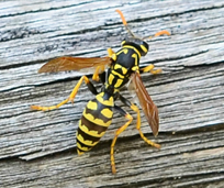 Yellowjackets & Hornets July Pest of the Month
