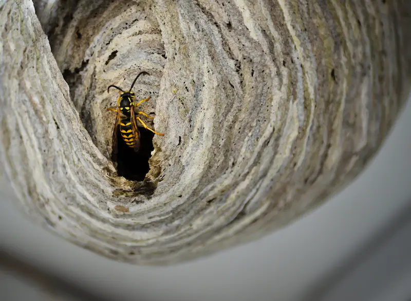 Bee, Wasp & Hornet Nest Removal in your area