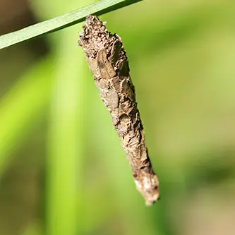 A bag worm in a cocoon on a blade of grass - Keep pests away from your home with live oak pest control in McAlpin, FL