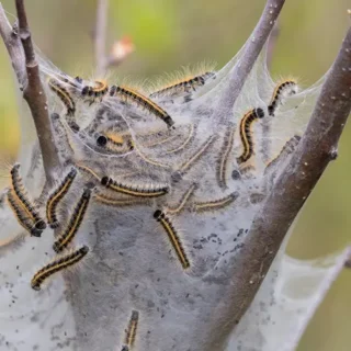 A cluster of eastern tent caterpillars on a web in a tree - Keep pests away from your home with live oak pest control in McAlpin, FL