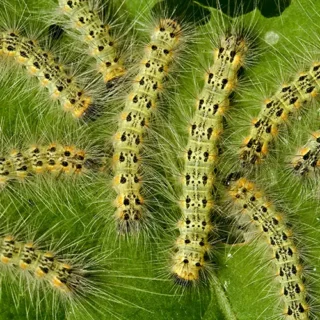 Cluster of fall web worms on a leaf - Keep pests away from your home with live oak pest control in McAlpin, FL