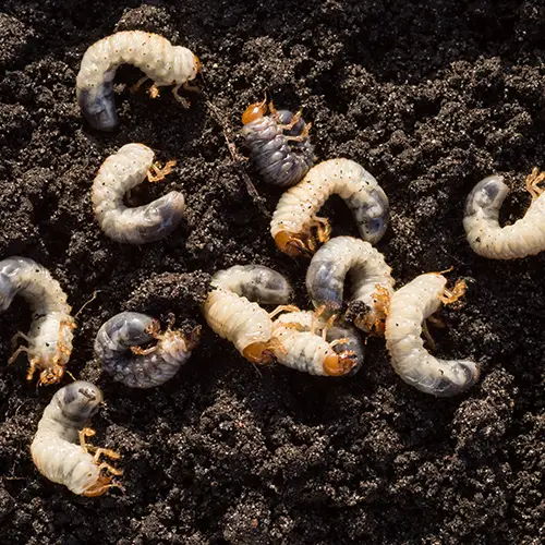 Cluster of grub worms on a patch of soil - Keep pests away from your home with live oak pest control in McAlpin, FL