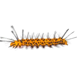 Oleander caterpillar on a white background - Keep pests away from your home with live oak pest control in McAlpin, FL