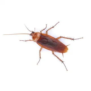 American cockroach against a white background - Keep cockroaches out of your home with Live Oak Pest Control, Inc. in McAlpin, FL