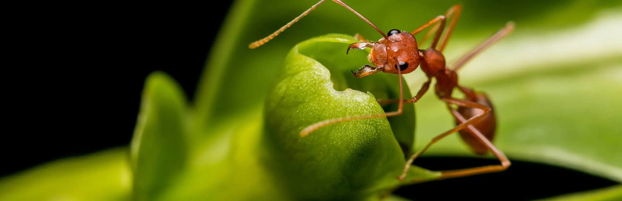 Closeup of an ant on a leaf | Keep ants away from your home with Live Oak Pest Control, Inc. in McAlpin, FL