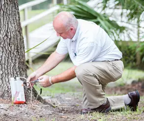 Pest control technician treating the trunk of a tree - Keep pests away from your home with Live Oak Pest Control in McAlpin FL