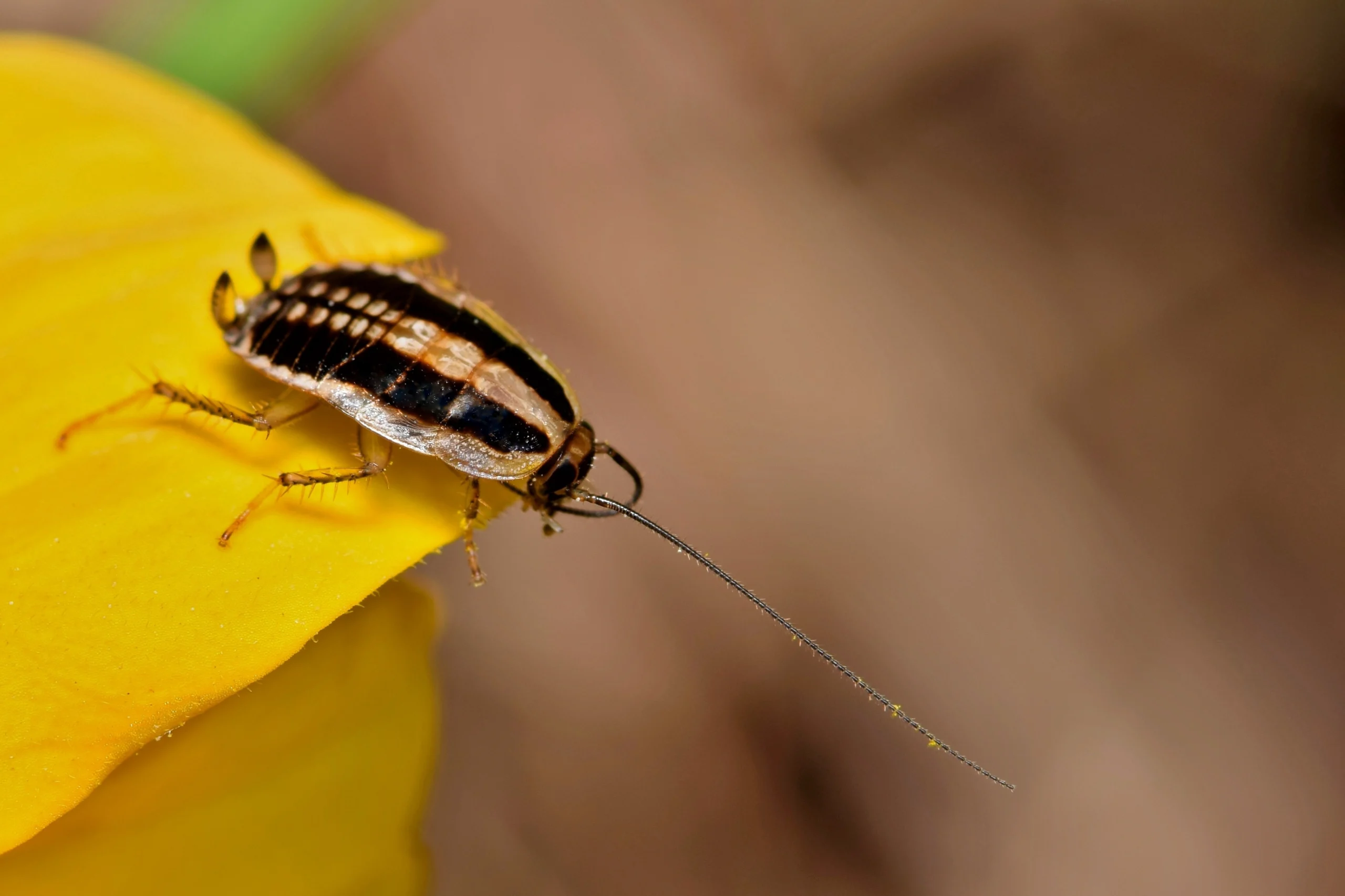 Asian cockroach on the tip of a flower petal - Keep pests away from your home with Live Oak Pest Control, Inc. in McAlpin, FL