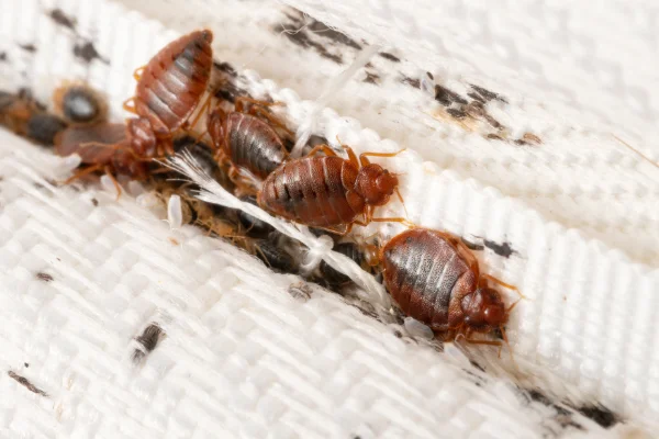 Warning Signs of a Bed Bug Infestation in your area