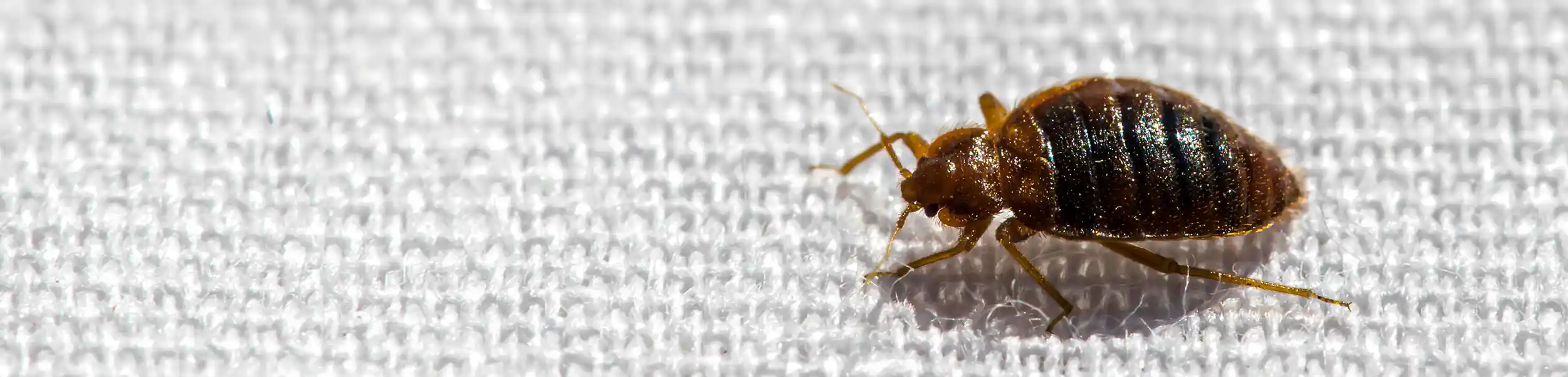 Closeup of a bed bug crawling on fabric | keep bed bugs away from your home with Live Oak Pest Control, Inc. in McAlpin, FL