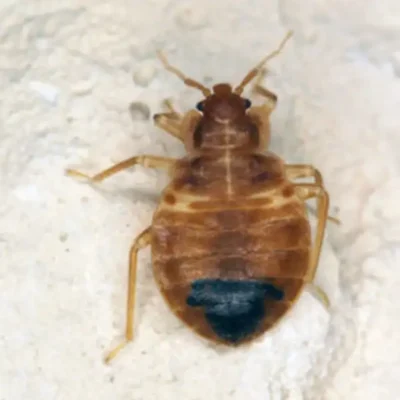 Bed bug against a white background - Keep bed bugs away from your home with Live Oak Pest Control, Inc. in McAlpin, FL