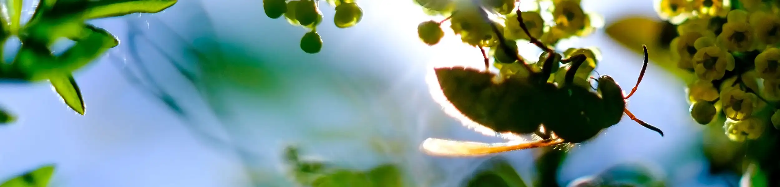 Bee on a branch with flowers | keep bees away from your home with Live Oak Pest Control, Inc. in McAlpin, FL