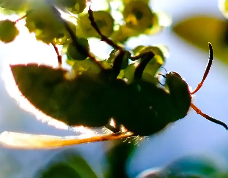 Bee on a branch with flowers | keep bees away from your home with Live Oak Pest Control, Inc. in McAlpin, FL