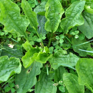 Broadleaf weed growing in a bush - Keep pests away from your home with Live Oak Pest Control in McAlpin FL