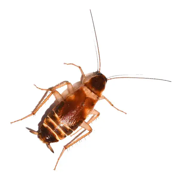 Brown-Banded Cockroach against a  white background - Keep cockroaches out of your home with Live Oak Pest Control, Inc. in McAlpin, FL