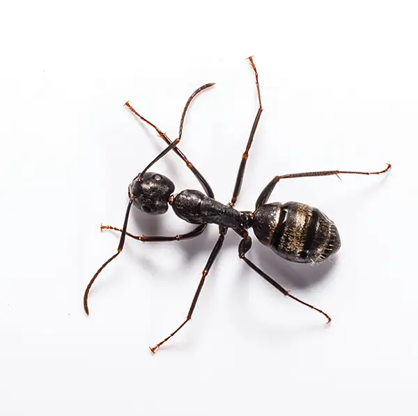 Carpenter Ant against a white background - Keep Carpenter ants away from your home with Live Oak Pest Control, Inc. in McAlpin, FL