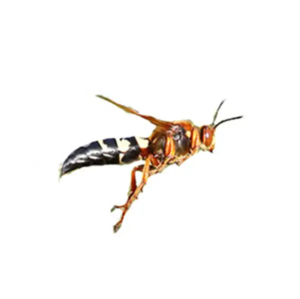 Cicada killer wasp against a white background - Keep cicada killer wasps away from your home with Live Oak Pest Control, Inc. in McAlpin, FL