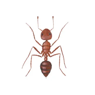 Close up of a fire ant - Ant control services with Live Oak Pest Control, Inc. in McAlpin, FL