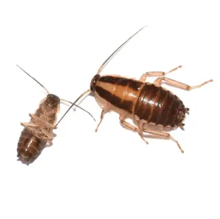 Close up of a German cockroach - roach control services with Live Oak Pest Control, Inc. in McAlpin, FL