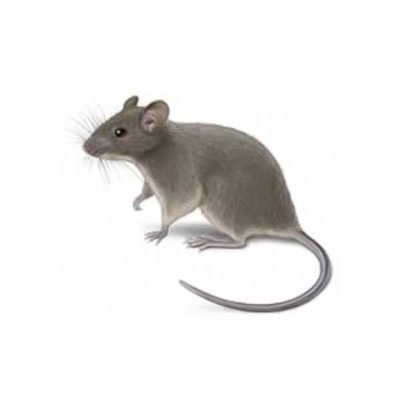 House Mouse on three feet on alert - commercial mouse control in McAlpin, FL | Live Oak Pest Control, Inc.