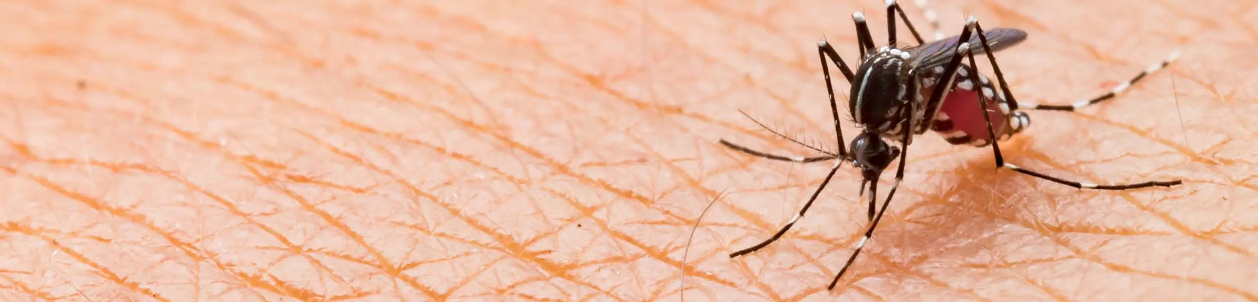 Closeup of a mosquito biting skin | Live Oak Pest Control, Inc. in McAlpin, FL