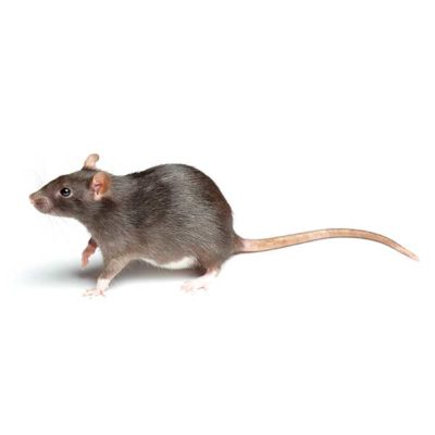 Norway Rat up close white background - rat control services in McAlpin, FL | Live Oak Pest Control, Inc.