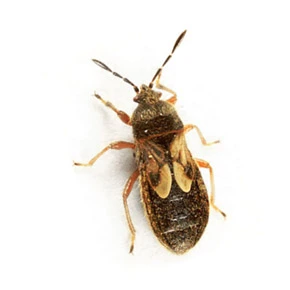 Chinch bug up close white background - Keep pests away from your home with Live Oak Pest Control, Inc. in McAlpin, FL