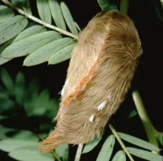 puss caterpillar in florida