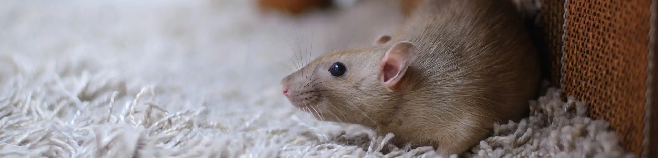 Closeup of a mouse walking on white carpet | Live Oak Pest Control, Inc. in McAlpin, FL