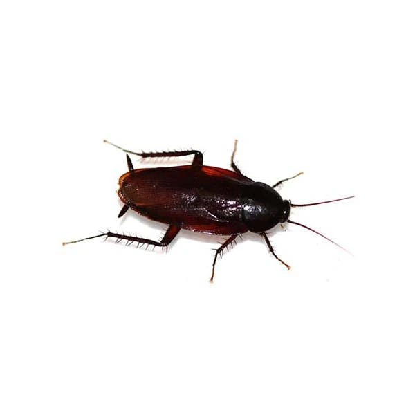 Smoky brown cockroach up close white background - Keep pests away from your home with Live Oak Pest Control, Inc. in McAlpin, FL