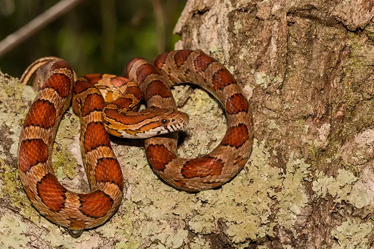 Snake coiled on a live oak tree - Keep pests away from your home with live oak pest control in McAlpin, FL