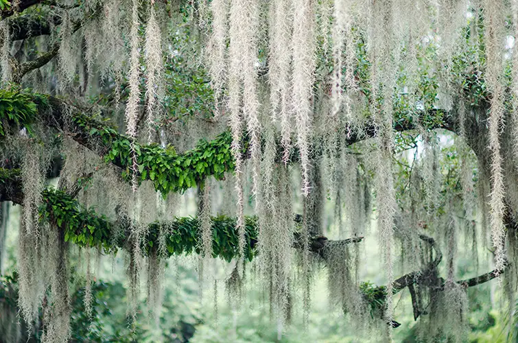 Spanish moss hanging from a live oak tree - Keep pests away from your home with live oak pest control in McAlpin, FL