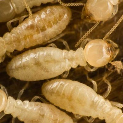 Subterranean Termites close up with transparent bodies - keep termites away from your walls with Live Oak Pest Control, Inc. in McAlpin, FL