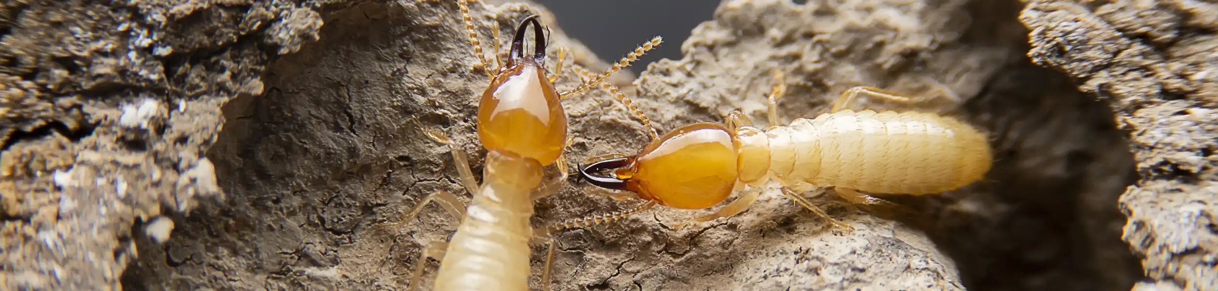 Closeup of termites eating through wood | Live Oak Pest Control, Inc. in McAlpin, FL