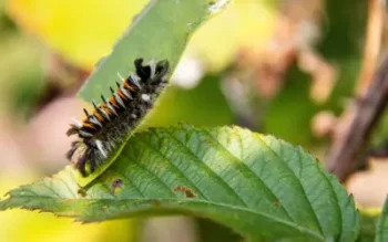 florida tussock caterpillar on a leaf